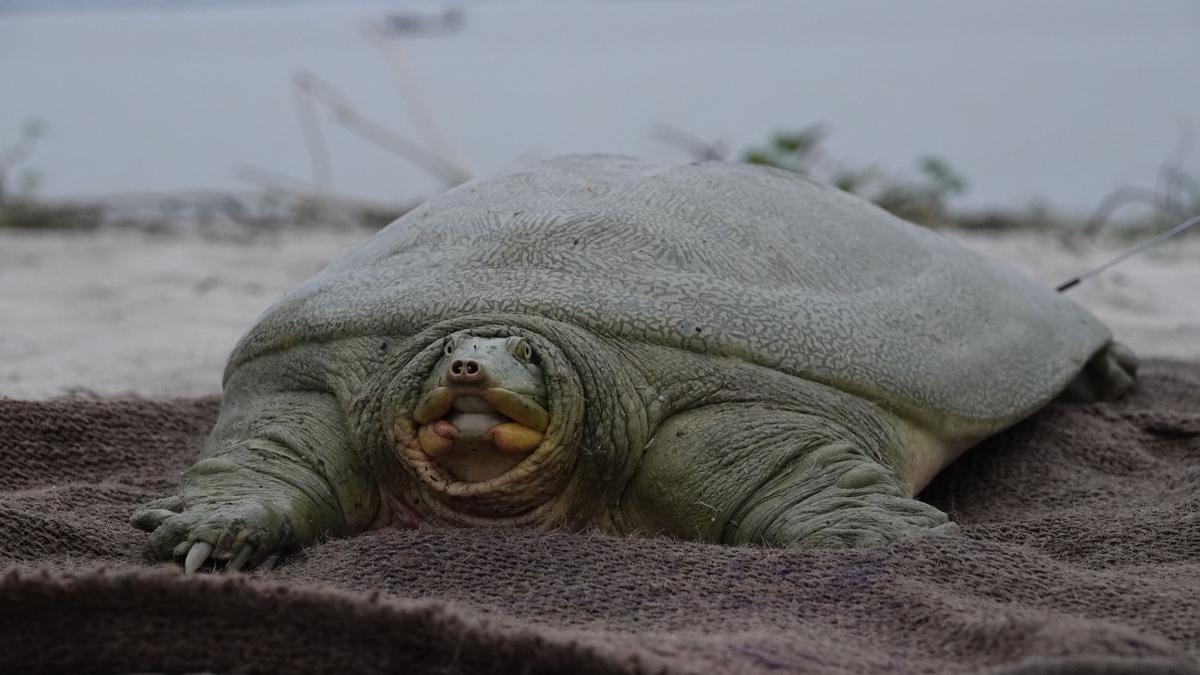 India’s first satellite-tagged Ganges soft-shell turtle released in Kaziranga